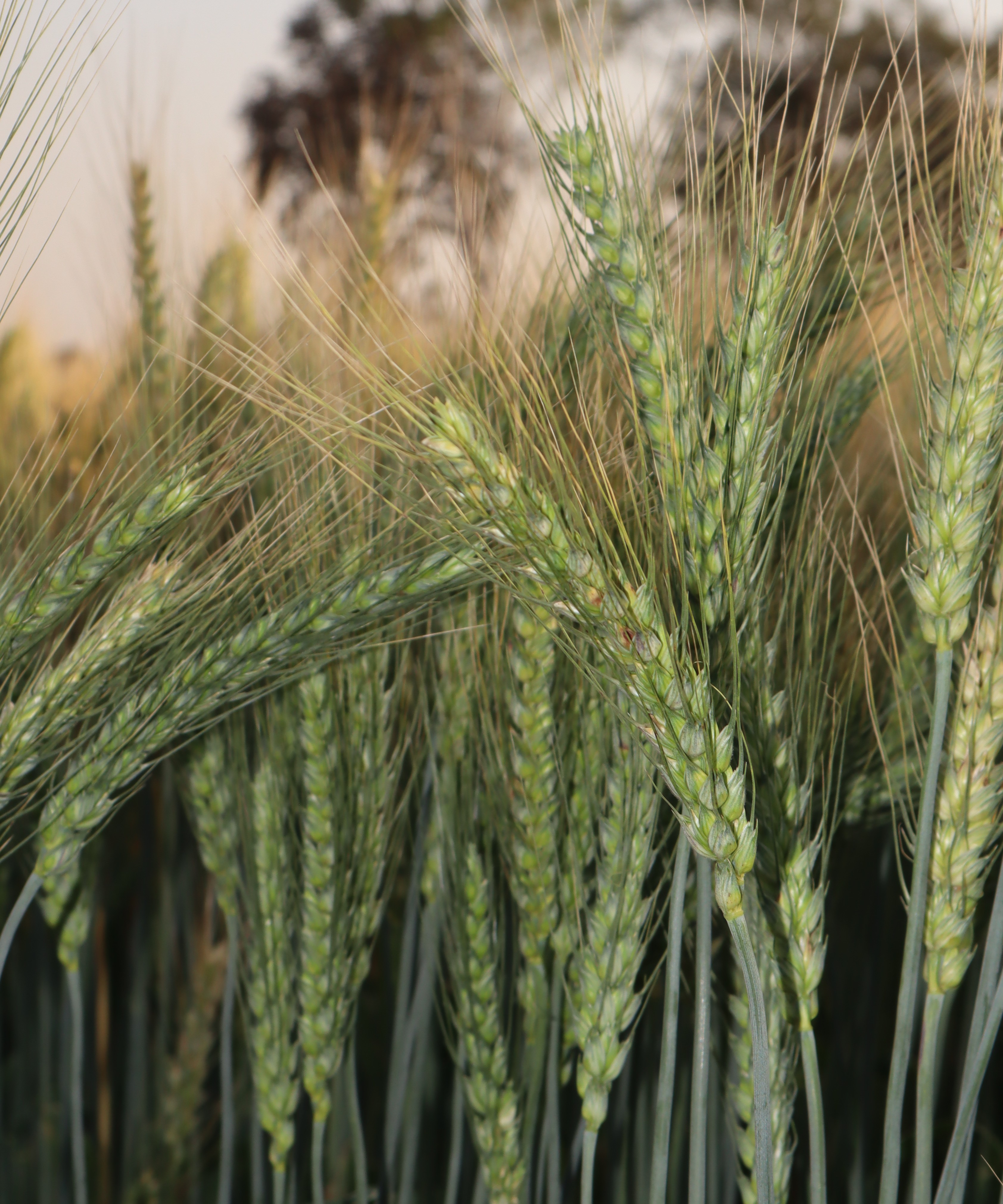 GW 513 Wheat Seeds